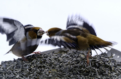 Hawfinch (Coccothraustes coccothraustes)