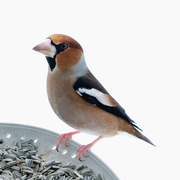 Hawfinch (Coccothraustes coccothraustes)