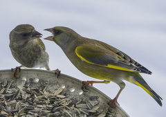European Greenfinch (Chloris chloris)