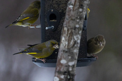 European Greenfinch (Chloris chloris)