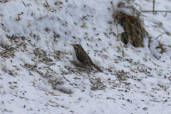 Eurasian Treecreeper (Certhia familiaris)