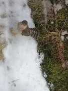Eurasian Sparrowhawk (Accipiter nisus)