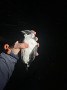 Little Auk (Alle alle)