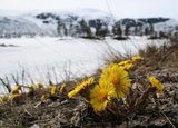 Hestehov (Tussilago farfara)