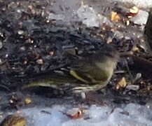 Eurasian Siskin (Spinus spinus)