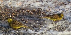 Yellowhammer (Emberiza citrinella)