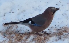 Nøtteskrike (Garrulus glandarius)
