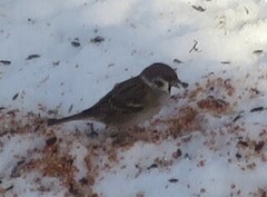 Eurasian Tree Sparrow (Passer montanus)