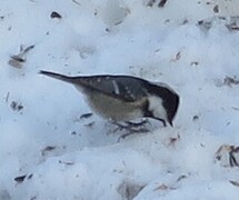 Coal Tit (Periparus ater)