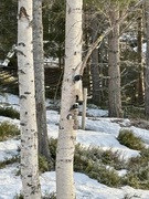 Nuthatch (Sitta europaea)