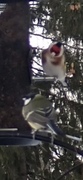 European Goldfinch (Carduelis carduelis)