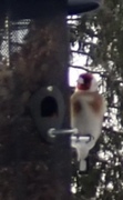 European Goldfinch (Carduelis carduelis)