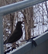 Common Blackbird (Turdus merula)