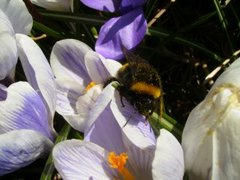 Bumble-bee (Bombus)
