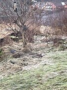 Nøtteskrike (Garrulus glandarius)