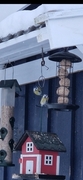 Blue Tit (Cyanistes caeruleus)