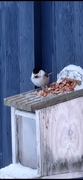 Willow Tit (Poecile montanus)