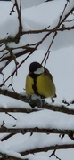 Great Tit (Parus major)