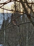 Nøtteskrike (Garrulus glandarius)