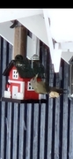 Grey-headed Woodpecker (Picus canus)
