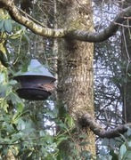House Sparrow (Passer domesticus)