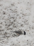 Willow Tit (Poecile montanus)