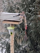 Nøtteskrike (Garrulus glandarius)