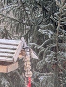 Nuthatch (Sitta europaea)