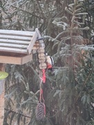 Great Spotted Woodpecker (Dendrocopos major)