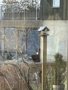 Nuthatch (Sitta europaea)