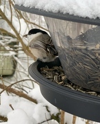 Willow Tit (Poecile montanus)