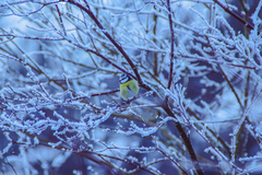 Blue Tit (Cyanistes caeruleus)