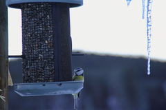 Blue Tit (Cyanistes caeruleus)