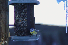 Blue Tit (Cyanistes caeruleus)