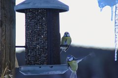 Blue Tit (Cyanistes caeruleus)