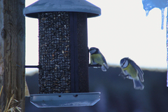 Blue Tit (Cyanistes caeruleus)