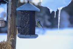 Blue Tit (Cyanistes caeruleus)