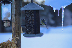 Blue Tit (Cyanistes caeruleus)
