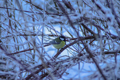 Great Tit (Parus major)