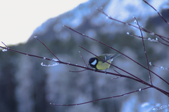 Great Tit (Parus major)