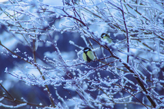Great Tit (Parus major)