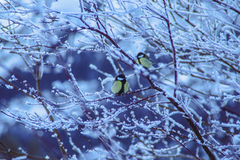 Great Tit (Parus major)