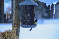 Great Tit (Parus major)
