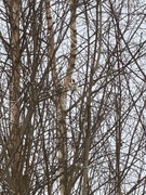 European Goldfinch (Carduelis carduelis)