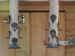 Eurasian Siskin (Spinus spinus)