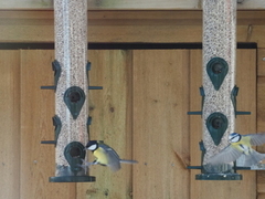 Blue Tit (Cyanistes caeruleus)