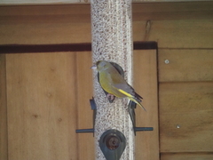 European Greenfinch (Chloris chloris)