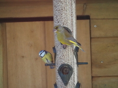 European Greenfinch (Chloris chloris)