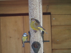 Blue Tit (Cyanistes caeruleus)