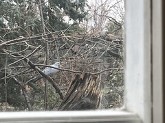 Stock Pigeon (Columba oenas)